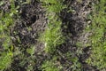 Dill Anethum graveolens herb crops with green leaves in vegetable patch seedbed plantation soil