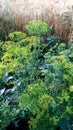 Dill anethum graveolens species Royalty Free Stock Photo