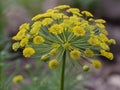 Dill (Anethum graveolens)