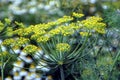 Dill, annual herb