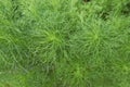 Dill or annual herb in the celery family Apiaceae. Royalty Free Stock Photo