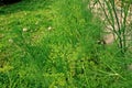 Dill, annual herb and vegetable