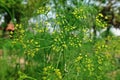 Dill, annual herb and vegetable Royalty Free Stock Photo