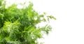 Dill aromatic fresh herbs. Bunch of fresh green dill close up, condiments. Vegetarian food, organic