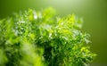 Dill aromatic fresh herbs. Bunch of fresh green dill close up, condiments. Vegetarian food, organic