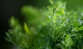 Dill aromatic fresh herbs. Bunch of fresh green dill close up, isolated on black background, condiments