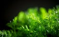 Dill aromatic fresh herbs. Bunch of fresh green dill close up, isolated on black background Royalty Free Stock Photo