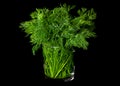 Dill aromatic herb on black