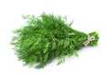 Dill aromatic herb