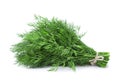 Dill aromatic herb