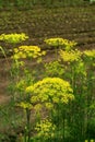 Dill Background with dill umbrella closeup. Dill plant spice suitable for cooking and alternative medicine. Fragrant dill on the