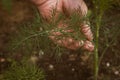 Dill being picked by female hand