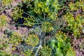 Dill blooming green bushes growing in the garden Royalty Free Stock Photo