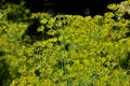 Dill with blooming yellow flowers