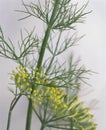 Dill Blossoms Royalty Free Stock Photo