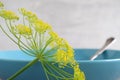 Dill blossoms Royalty Free Stock Photo