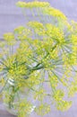 Dill blossoms Royalty Free Stock Photo