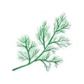 Dill branch isolated on white.Annual herb in celery family. Royalty Free Stock Photo