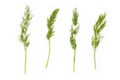 dill branches isolated on white background Royalty Free Stock Photo