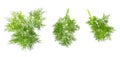 Dill branches on white Royalty Free Stock Photo