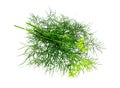 Dill bunch isolated on white. Dill herb leaves. Flowering plant
