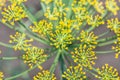 Dill close, agricultural background