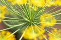 Dill close, agricultural background