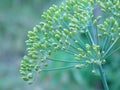 Dill detail