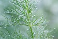dill with dew Royalty Free Stock Photo