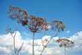 Dill dry plants, umbrella head with seeds on stem, soft blurry sky background Royalty Free Stock Photo