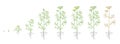 Dill, fennel plant. Growth stages. Vector illustration. Anethum. Ripening period. Dill life cycle with root and seeds