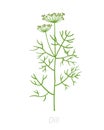 Dill, fennel plant. Vector illustration. Anethum. Agriculture cultivated plant. Green leaves. Flat vector color Illustration