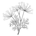 Dill fennel spice flower and leaves, foeniculum vulgare medical herbal plant stem with seed, garden floral branch botanical sketch