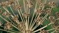 dill or fennel umbrellas with ripe seed as garden background