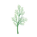 Dill, fennel vector illustration.