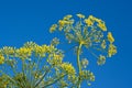 Dill flower