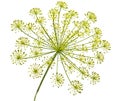 Dill flower