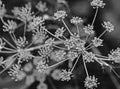 Dill flower