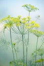 Dill flower umbels in the field Royalty Free Stock Photo