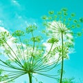 Dill flower umbels