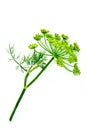 Dill flower on white background