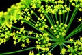 Dill flowers