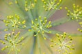 Dill flowers