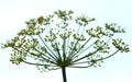 Dill flowers Royalty Free Stock Photo