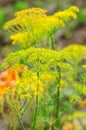 Dill flowers