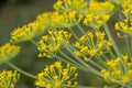 Dill flowers close up. Inflorescences of dill Anethum graveolens Royalty Free Stock Photo