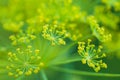 Dill flowers