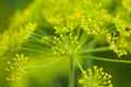 Dill flowers Royalty Free Stock Photo