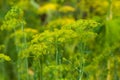 Dill flowers