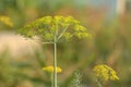 Dill flowers growth in the garden, close-up. Large inflorescences of dill. Fresh green fennel. Spicy grass background of